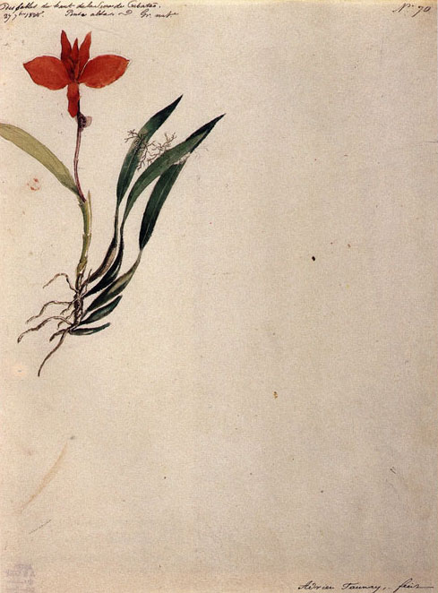 Cette image est une peinture en position verticale. Titre: Sophronites Coccinea (Lndl.) Reichb. (Orchidaceae). Auteur: Aimé-Adrien Taunay. Technique: Aquarelle sur papier. La peinture représente une orchidée rouge et son feuillage, dans la partie supérieure et centrale gauche. La composition est surmontée d’inscriptions manuscrites, complétées par une numérotation en haut à droite et une signature de l’auteur en bas à droite.