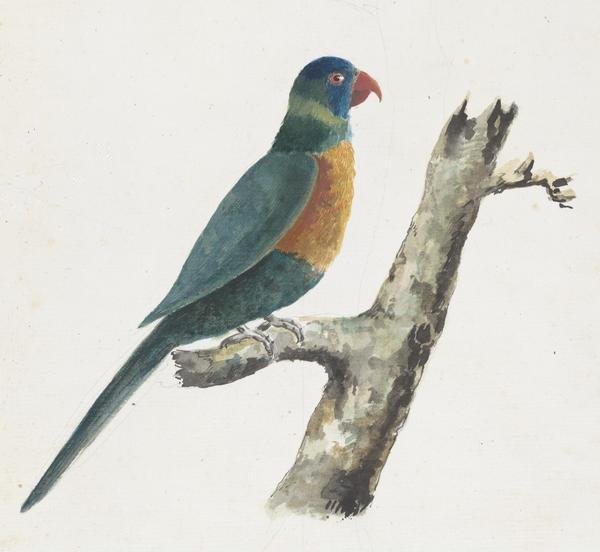 This image is a painting. Title: Green Parrot, 1819. Artist: Aimé-Adrien Taunay. Medium and support: Watercolor on paper. The painting features a bird in blue tones, with yellow breast, red beak and a small green band on the neck. He's in profile, perched on a branch.
