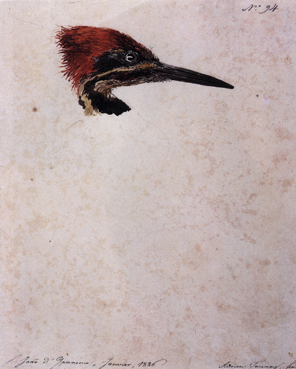 This image is a painting. Title: Dryocopus Lineatus Lennaeus (Red-headed woodpecker), 1766. Artist: Aimé-Adrien Taunay. Medium and support: Watercolor on paper. The painting features the head of a woodpecker in shades of black, yellow and red in the support’s upper part. There is an inscription with the number ninety-four in the upper right. There is an inscription indicating the location where the watercolor was painted in the lower left corner and the artist’s signature is in the lower right.