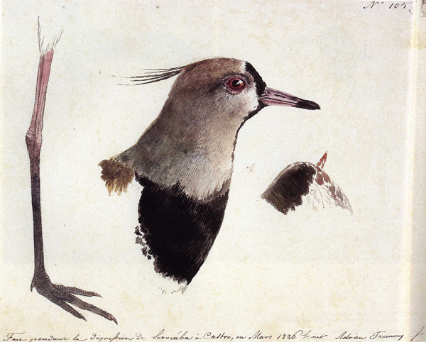 The image is a painting. Title: Vannelus chilensis Molina (Southern Lapwing), 1782. Artist: Aimé-Adrien Taunay. Medium and support: Watercolor on paper. The painting features the head, paw and wing of the Southern Lapwing bird, side by side, in tons of gray, yellow and red. There is the number one hundred and sixty-five in the upper right and an inscription in French on the bottom.