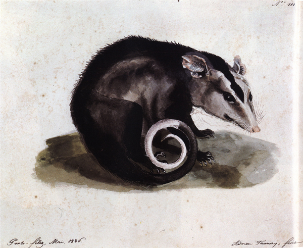 This image is a painting. Title: Didelphis albiventris Lund (White-eared opossum), 1840. Artist: Aimé-Adrien Taunay. Medium and support: Watercolor on paper. The image features a possum in shades of black and white over its own shadow. The rodent keeps its tail curled while looking at the viewer. Number one hundred and eleven is in the upper right corner. There is also an inscription indicating where and when the watercolor was painted in the lower left corner and the author's signature in the lower right corner.